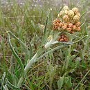 kocanki piaskowe (Helichrysum arenarium)