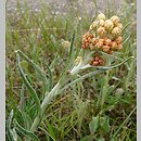 Helichrysum (kocanki)