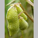 znalezisko 20120620.6.pkob - Vicia hirsuta (wyka drobnokwiatowa); ok. Górzyna, woj. lubuskie