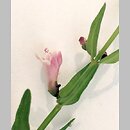tarczyca mniejsza (Scutellaria minor)
