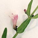 znalezisko 20150622.1.pnejfeld - Scutellaria minor (tarczyca mniejsza); Beskid Mały, Kocoń k. Ślemienia