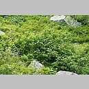 znalezisko 20110614.7.js - Ribes petraeum (porzeczka skalna); Babia Góra