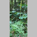 Botrychium virginianum (podejÅºrzon wirginijski)