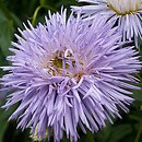 Erigeron Violetta