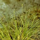 Carex canescens (turzyca siwa)