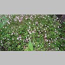 znalezisko 00010000.4.ps - Linnaea borealis (zimoziół północny); Voringfoss, Norwegia