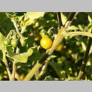Solanum luteum (psianka kosmata)