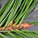 sosna zachodnia (Pinus monticola)