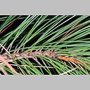 Pinus resinosa (sosna czerwona)