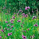 Cirsietum rivularis - łąka z ostrożeniem łąkowym