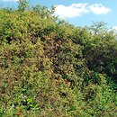 Rubo fruticosi-Prunetum spinosae - zaroÅ›la tarninowe