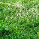 Cnidion dubii - łąki selernicowe