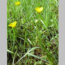 znalezisko 20070608.2.puchalski - Ranunculus bulbosus (jaskier bulwkowy); Puszcza Białowieska, polana-szkółka leśna