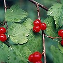 porzeczka alpejska (Ribes alpinum)