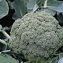Brassica oleracea var. italica (kapusta warzywna brokuÅ‚)
