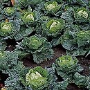 Brassica oleracea (kapusta warzywna)