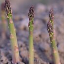 znalezisko 00010000.46.rk - Asparagus officinalis (szparag lekarski)