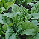Spinacia oleracea (szpinak warzywny)