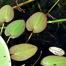 Caldesia parnassifolia (kaldezja dziewiÄ™ciornikowata)