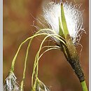 znalezisko 00010000.2.rkam - Eriophorum latifolium (wełnianka szerokolistna); Ogród Botaniczny, Wrocław