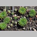 Sempervivum ×michaelis-borsii