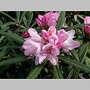 Rhododendron makinoi