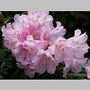Rhododendron roxieanum