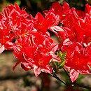 Rhododendron Hugo Hardijzer