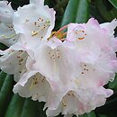 Rhododendron Oberschlesien