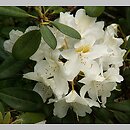 Rhododendron Porzellan