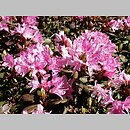 Rhododendron rigidum