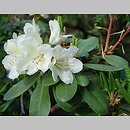 Rhododendron Bellini