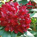 Rhododendron Francesca