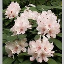 Rhododendron Gloriosum