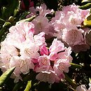 Rhododendron metternichii var. pentamerum