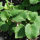 Hylotelephium populifolium (rozchodnik topololistny)