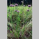 czosnek kÄ…towaty (Allium angulosum)