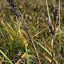 znalezisko 00020000.16.rp - Carex bigelowii ssp. rigida (turzyca tęga mocna); Masyw Śnieżnika