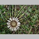 znalezisko 00020000.15.rp - Carlina acaulis ssp. acaulis (dziewięćsił bezłodygowy typowy); okolice Nowej Wsi w Masywie Śnieżnika