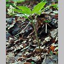znalezisko 20040421.1.rp - Dentaria enneaphyllos (żywiec dziewięciolistny); żyzna buczyna sudecka (Dentario enneaphyllidi - Fagetum), Góra Zamkowa k. Wałbrzycha