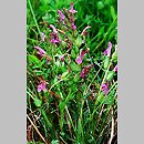 Pedicularis sylvatica (gnidosz rozesÅ‚any)