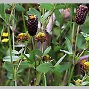 Trifolium spadiceum (koniczyna kasztanowata)