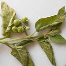 Solanum nitidibaccatum