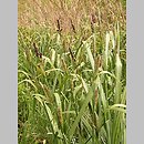 znalezisko 20050603.1.sk - Carex riparia (turzyca brzegowa); Tarnawa Wyżna- Bieszczadzki Park Narodowy