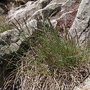 Festuca airoides (kostrzewa niska)