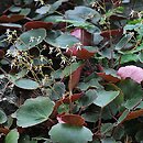 Saxifraga veitchiana (skalnica Veitcha)