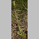 goryczuszka lodnikowa (Gentianella tenella)