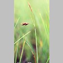Carex limosa (turzyca bagienna)