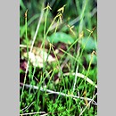 Carex pauciflora (turzyca skąpokwiatowa)