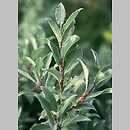 Salix lapponum (wierzba lapoÅ„ska)